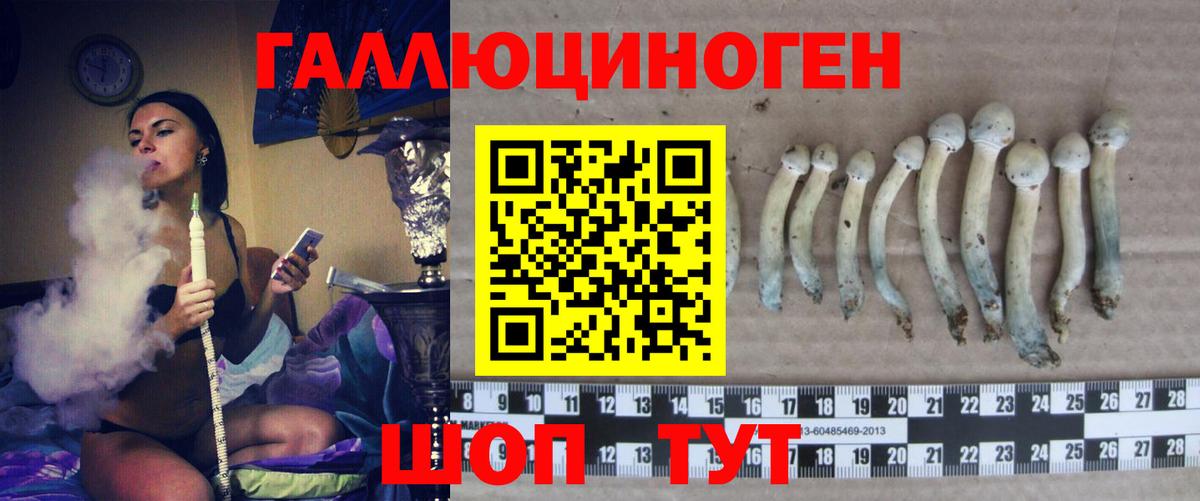 Псилоцибиновые грибы Psilocybe Великий Новгород